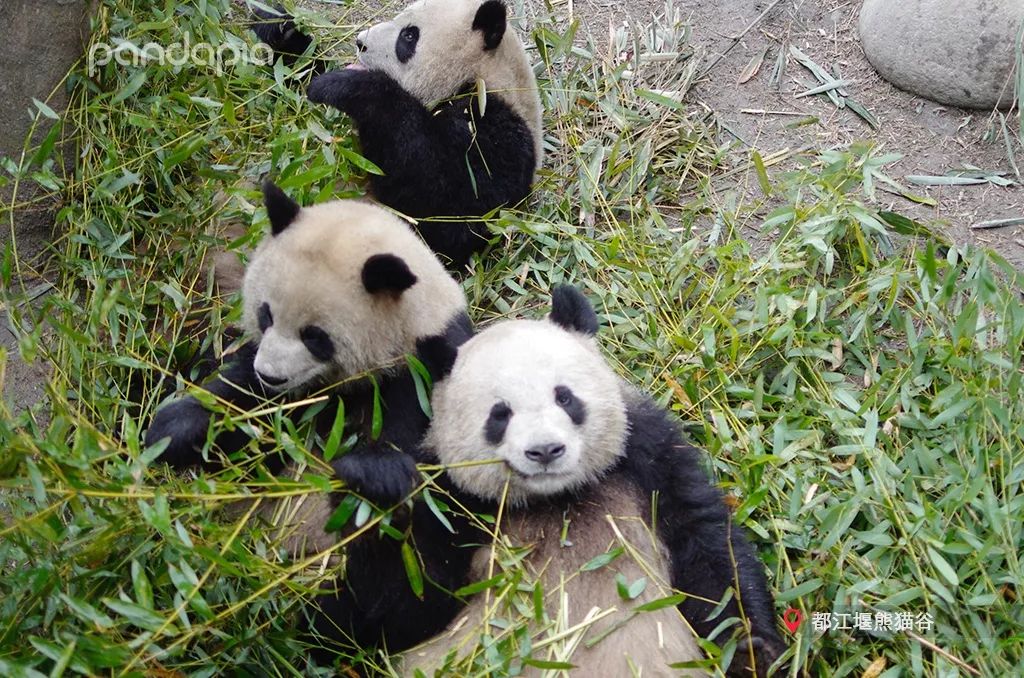 鍥藉疂缇庣櫧,鍥藉疂鐢ㄧ殑缇庣櫧闈㈣啘