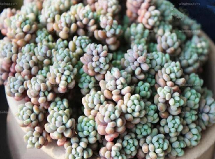 星美人怎么养才爆盆,星美人多肉缀化