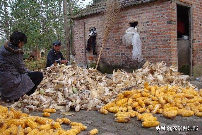 国庆小长假，出去浪不如回老家收庄稼，儿时这5种农活你做过哪些