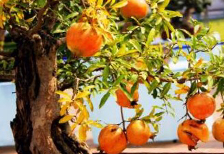 石榴盆栽的养殖方法和注意事项,室内适合养什么品种的石榴盆栽