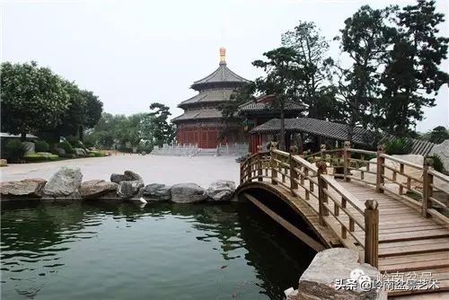 盆景修剪的八个常识,新手直播盆景入门基本知识