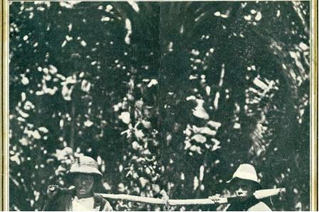 棕榈油零脂肪,棕榈油中也含有丰富的饱和脂肪