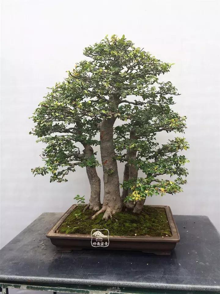 造型极美的盆景一起来欣赏,一组风吹出来的盆景欣赏动感十足