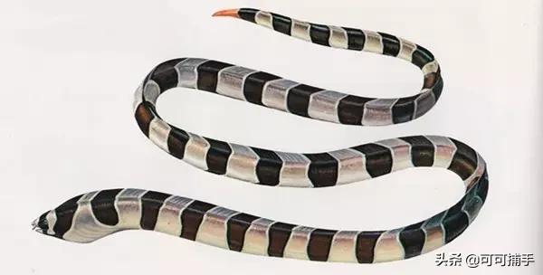 你不知道的海洋里面有什么,十种你没见过的海洋生物