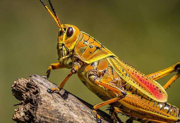 蝗虫的营养及药用价值,哪个品种蝗虫有药用价值