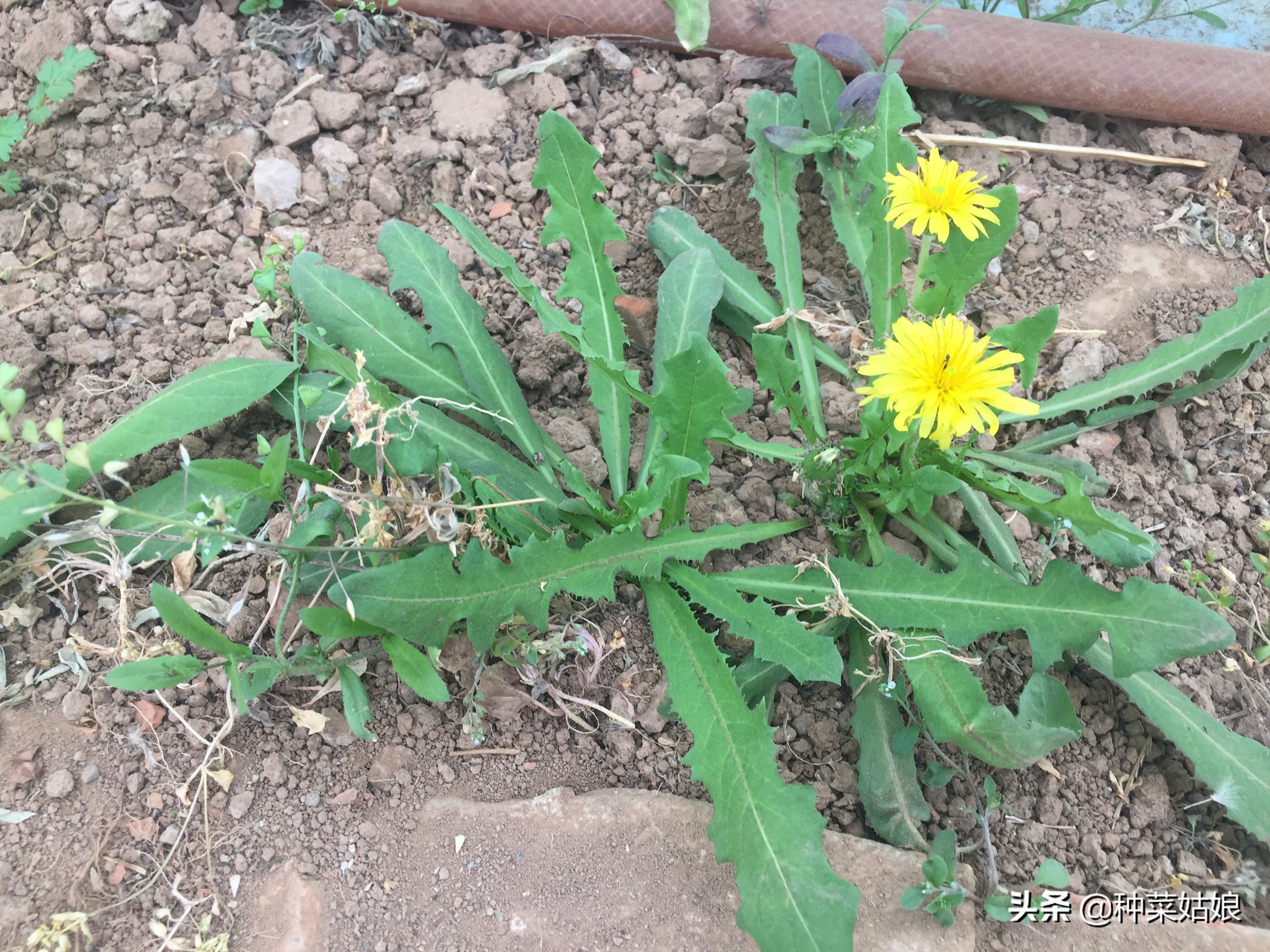 野生蒲公英种子播种方法全过程,蒲公英种子怎样播种怎样移栽