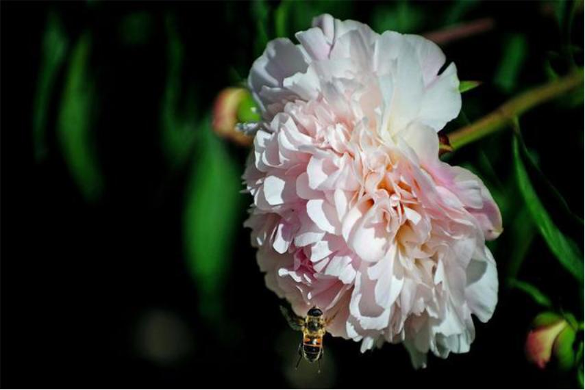 芍药花适合室内养殖吗北方,如此艳丽的芍药花你会养吗