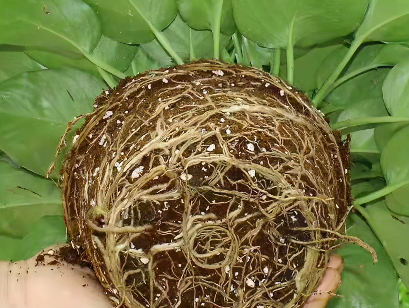 绿萝叶片发黄是什么原因怎样养,绿萝叶片发黄怎么解决