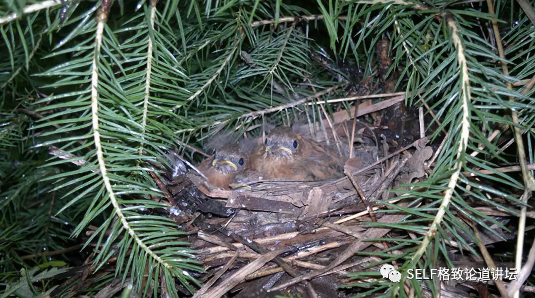 科学家如何观察植物,鸟类的研究方法