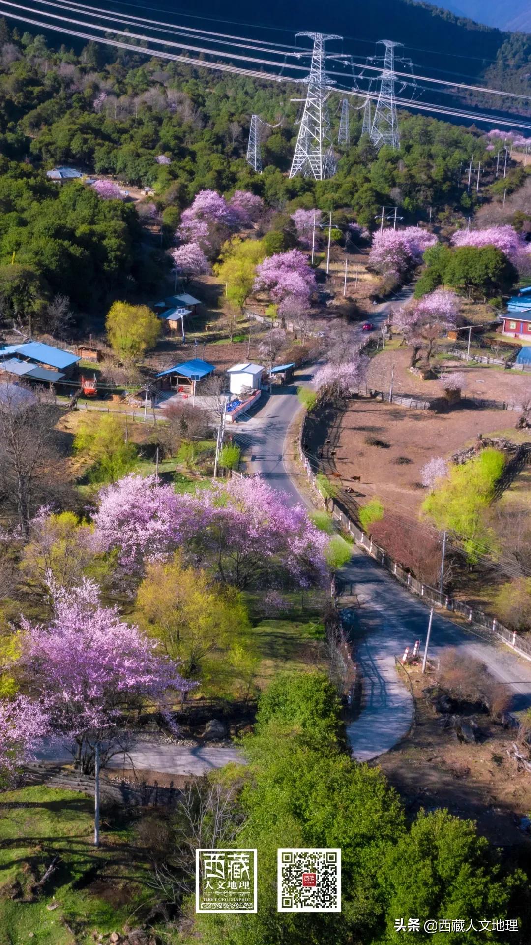 又仙气又美丽的壁纸,适合春日的绝美壁纸