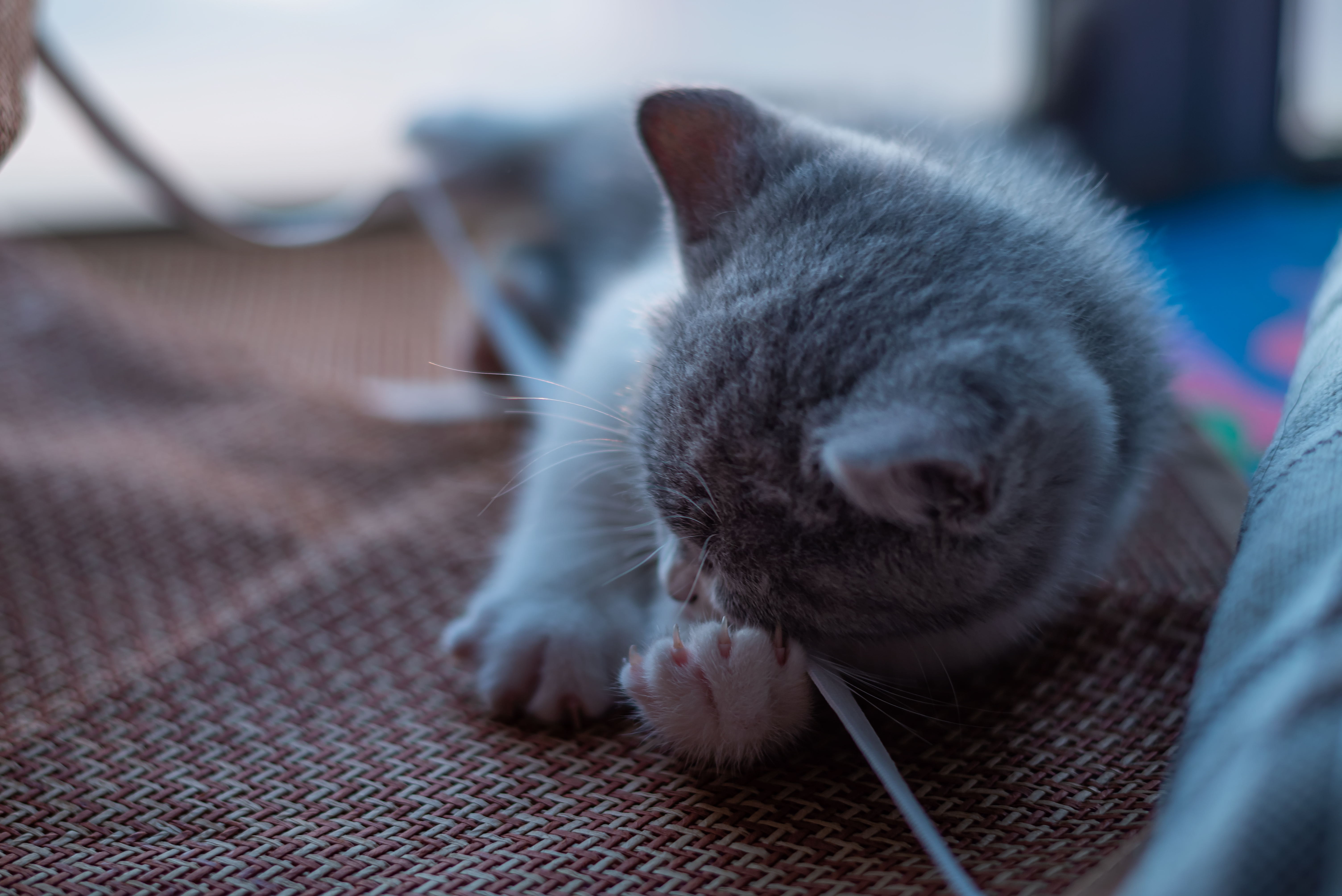 6款入门级单反相机推荐,推荐几款入门级单反相机