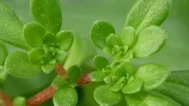 马齿苋野菜面霜,野菜清洁面霜正确使用方法