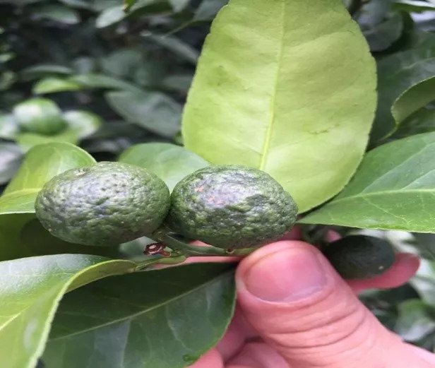 柑橘药害怎么补救最快最有效,柑橘药害的补救方法大全