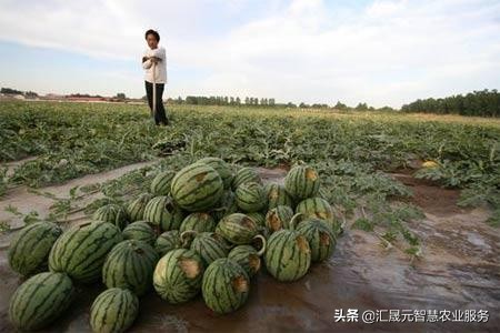 西瓜怎么防鸟害,西瓜田防鸟最快的方法