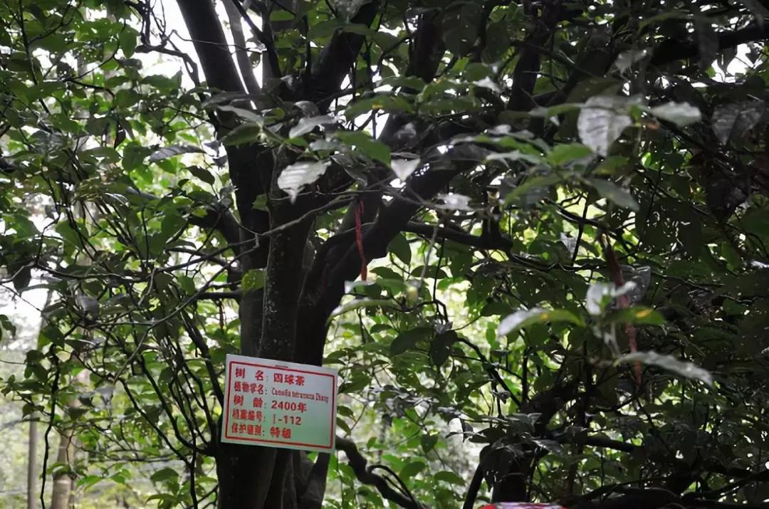 贵山贵水出处,世界茶叶三大发源地