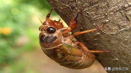 蝉对人类的益处和害处,蝉是害虫还是益虫
