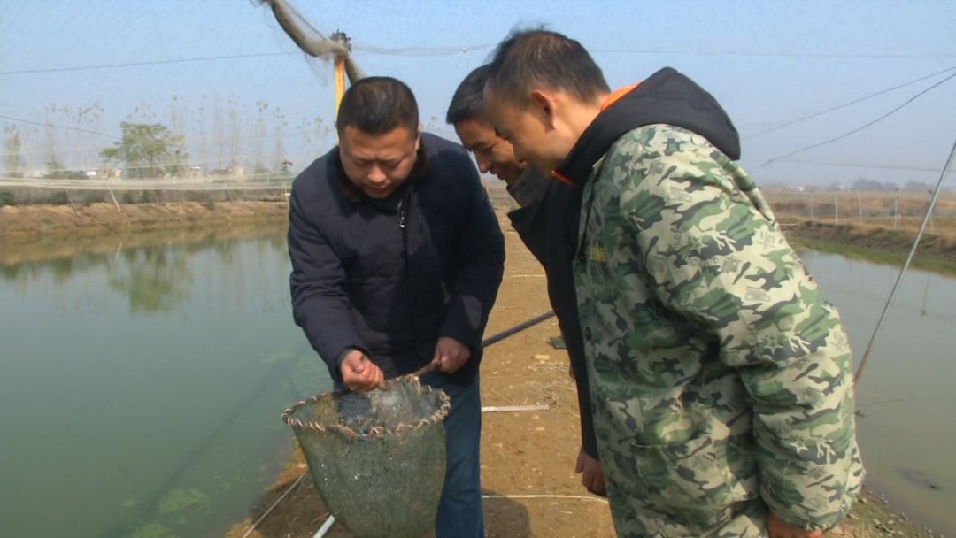 创富新发现：体质强健生长快，台湾泥鳅效益红火！