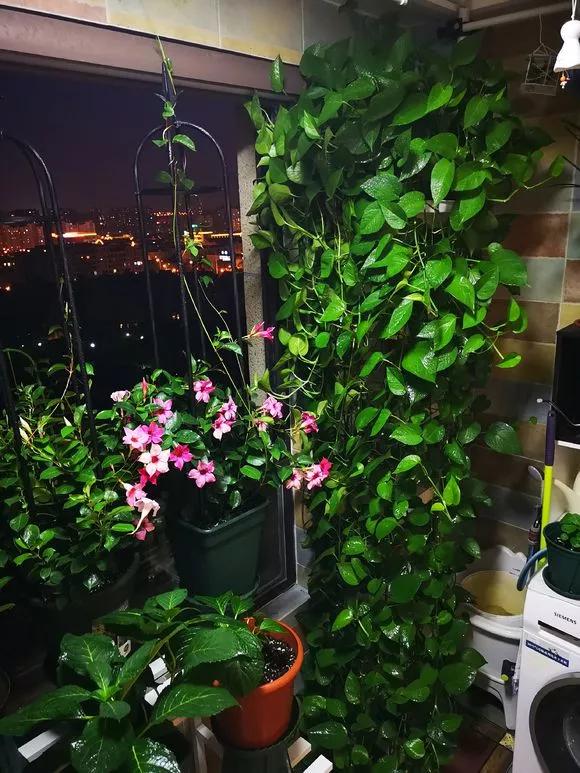 绿萝养护技巧和注意事项,绿萝的叶子怎么养护才能又肥又大