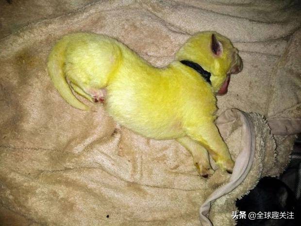 白色的狗妈生下绿色宝宝,白色小狗妈妈生宝宝