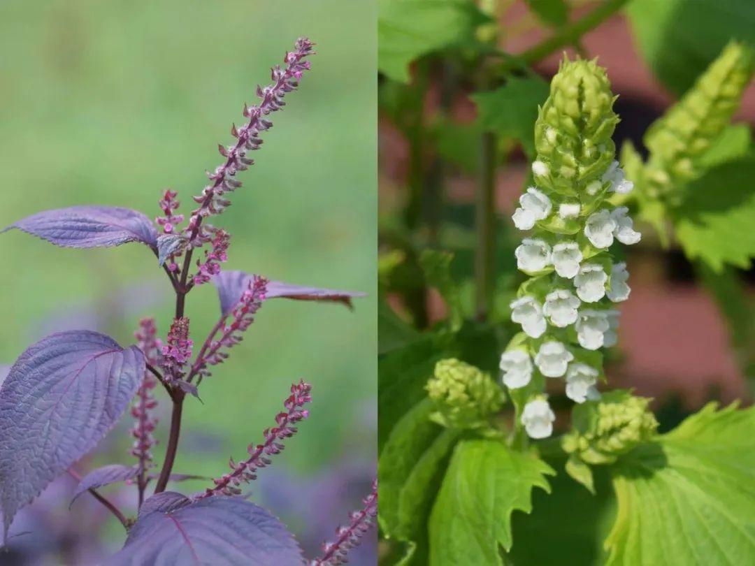 送你一片薄荷叶小说,送你一片银杏叶朗诵