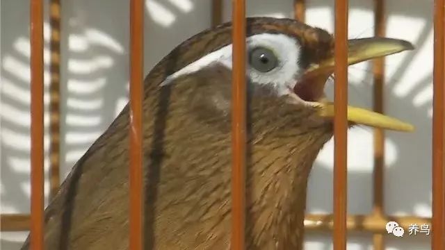 养画眉鸟的讲究有哪些,养画眉鸟用什么虫好