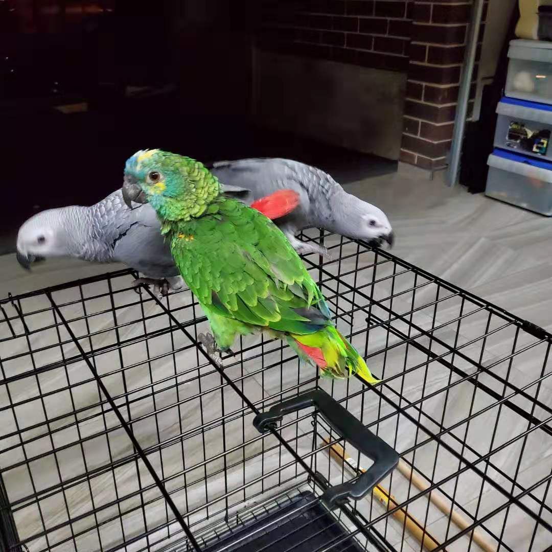 澳洲大鹦鹉多少钱一只,澳大利亚金刚鹦鹉多少钱一只