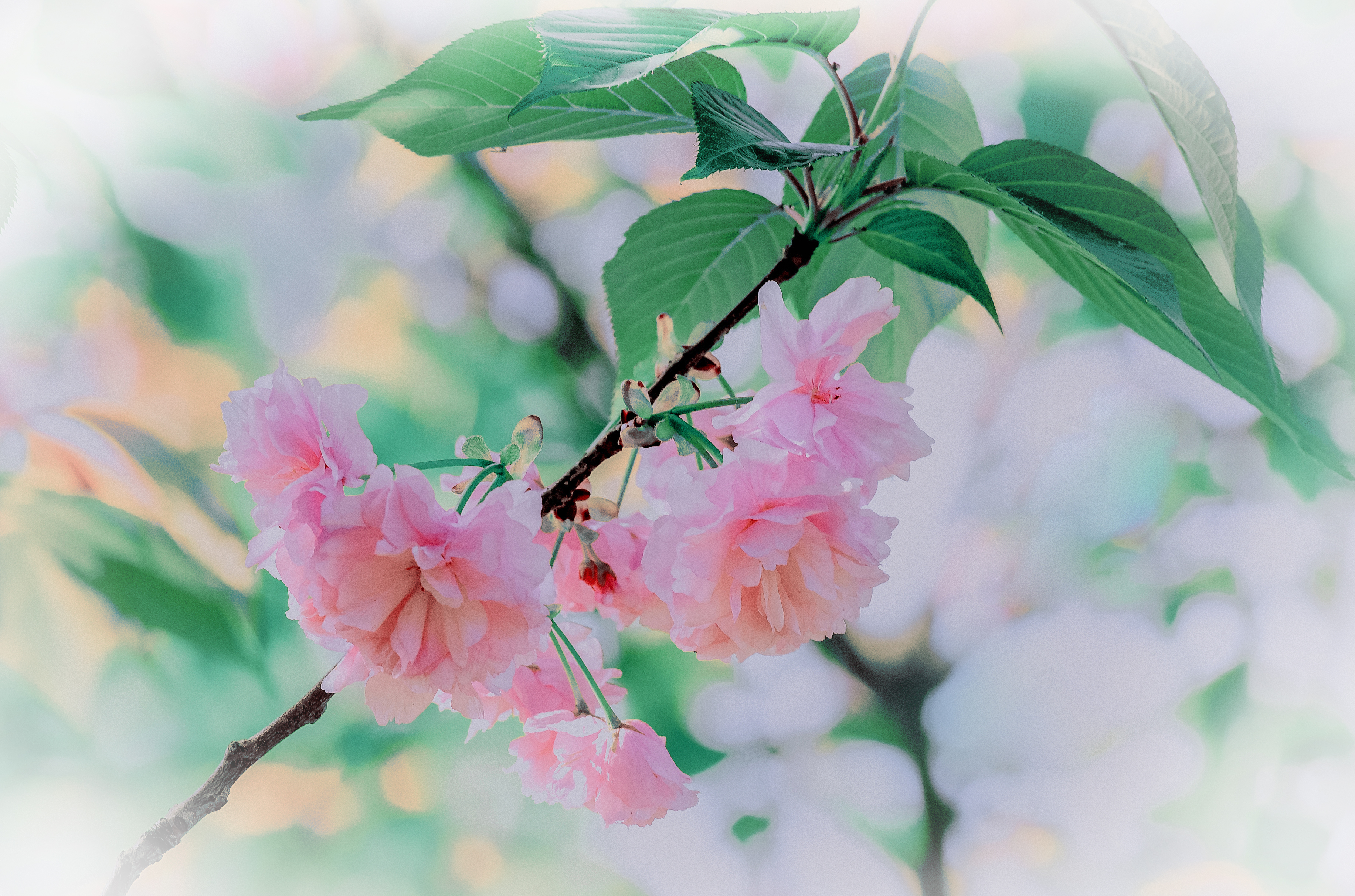 水彩花卉桃花技法,单花樱花怎么拍好看