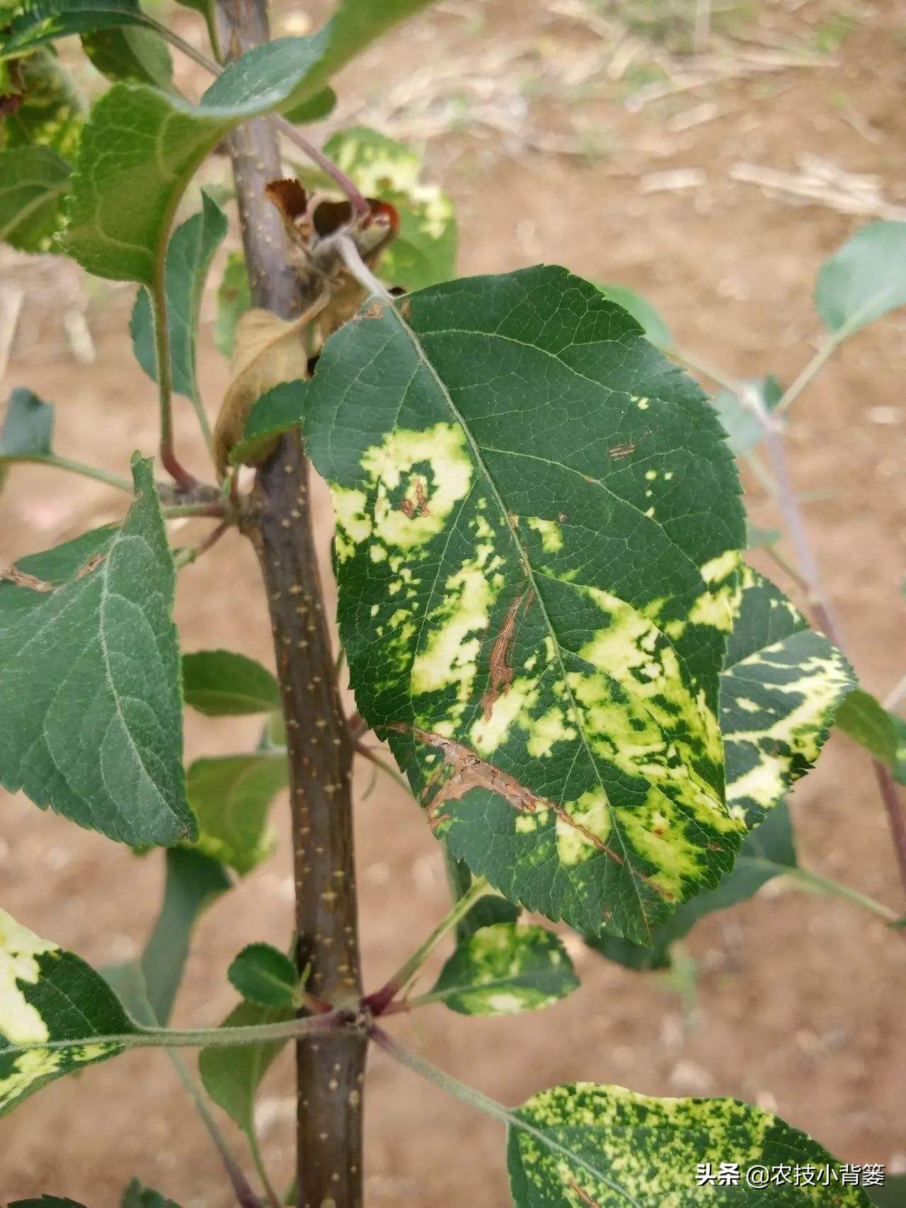 苹果病毒病防治特效药,苹果病毒最佳防治方法