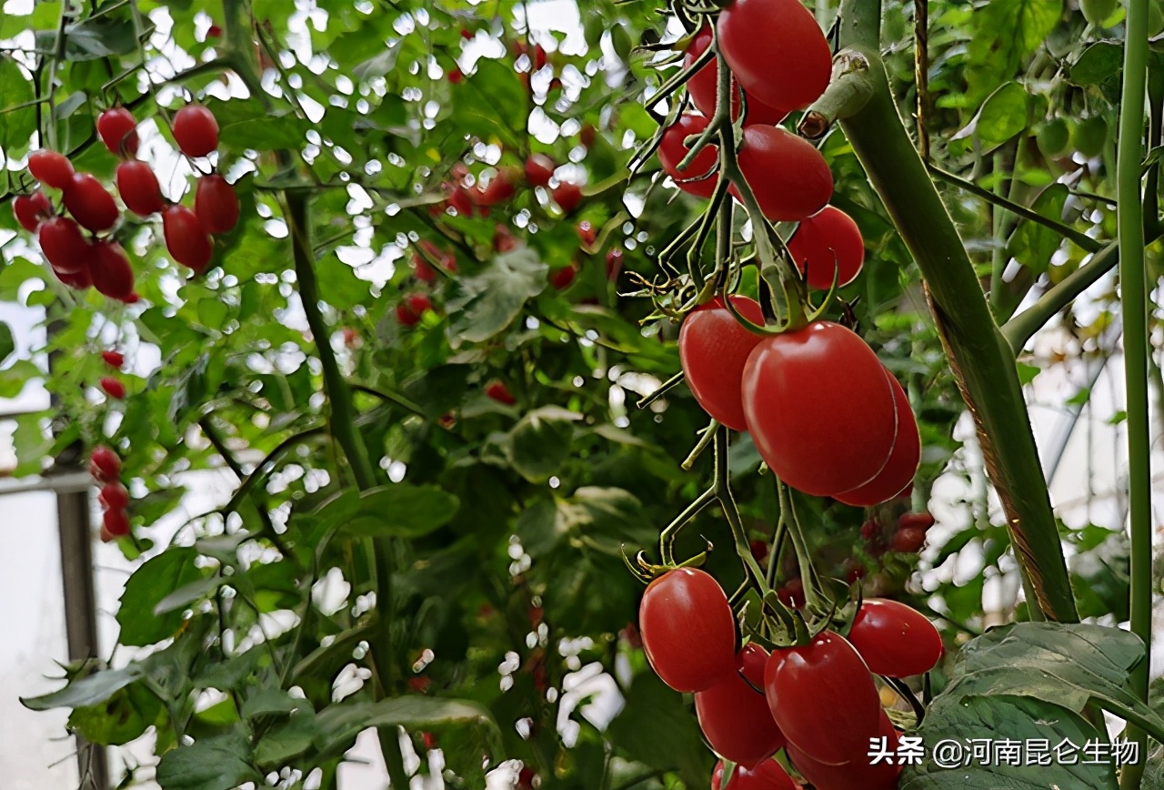 圣女果专用膨大剂有哪些？膨大素什么时候用好？膨大用什么肥料？