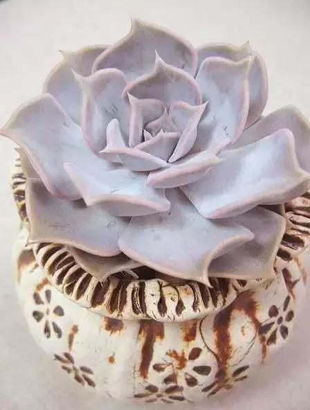 推荐轻松玩转100种常见多肉植物,700种多肉植物图鉴pdf百度云