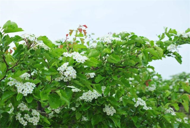 山楂栽培技术及副作用,山楂栽培方法