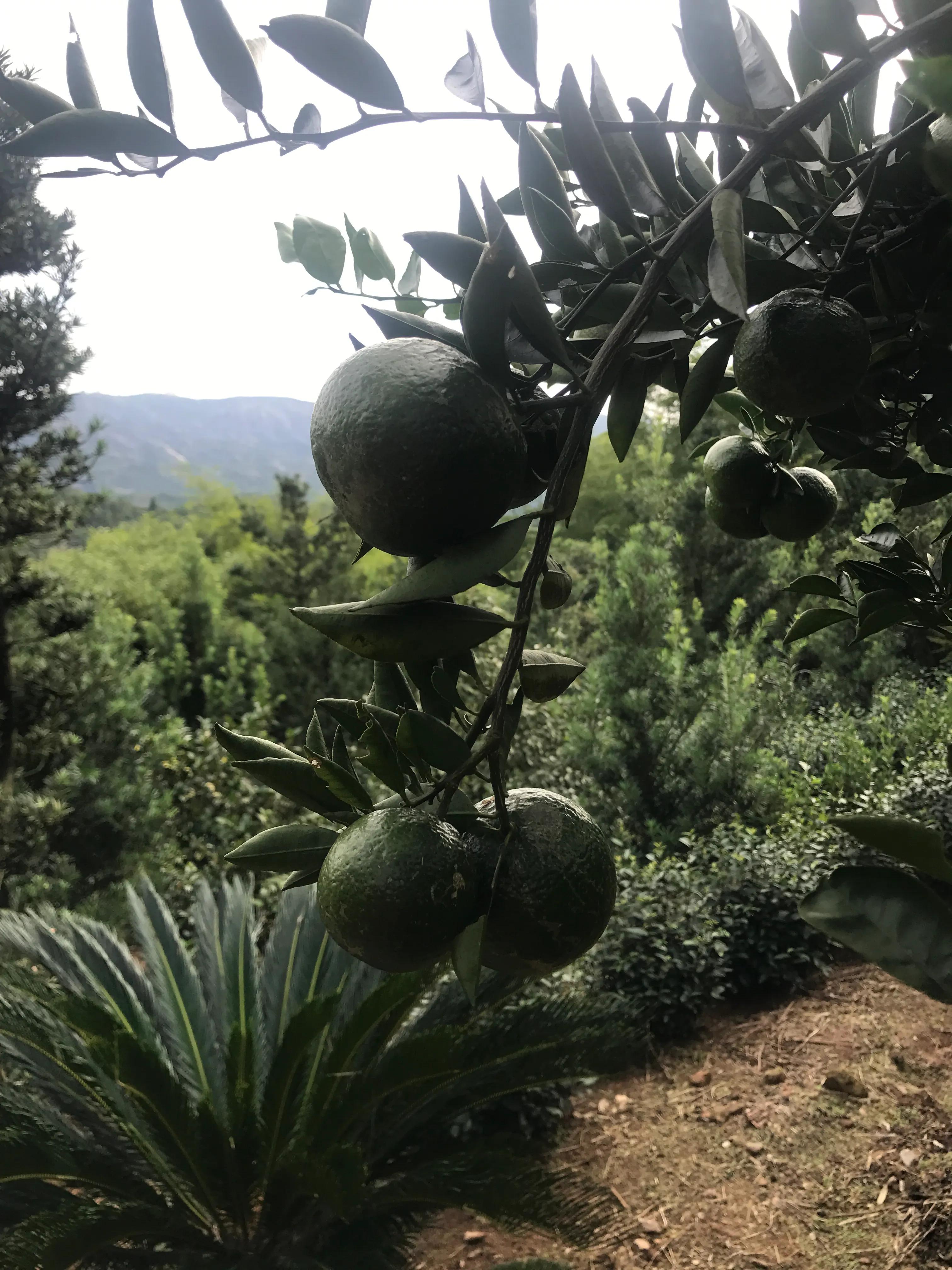 澶х編鑼跺北鏅尯,澶х編鑼跺北缇庢櫙