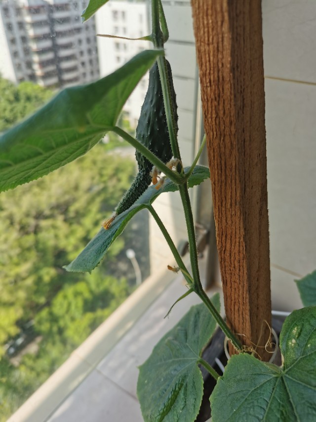 背阴阳台设计,收获展板