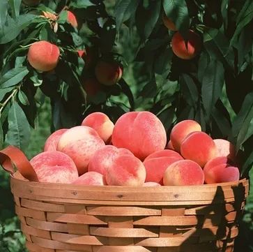 软桃脆桃区别,脆桃软桃选择图