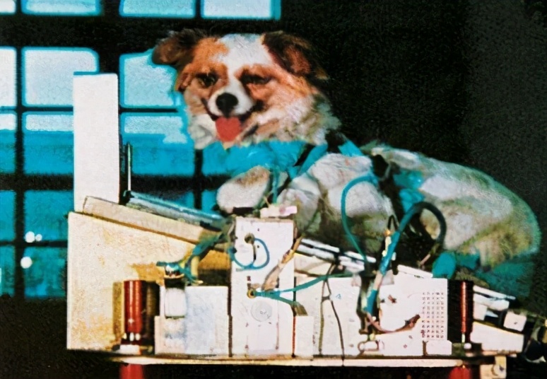 中国人“吃*片鸦**”才能造火箭？聂海胜：我们吃椒麻鹅和宫保鸡丁