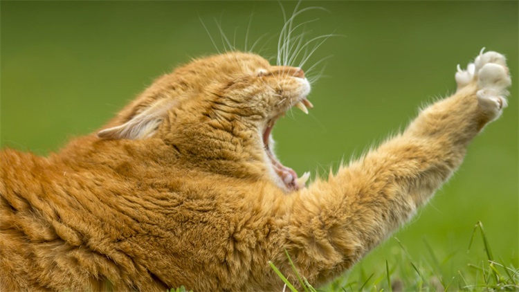 成年猫咪到了新环境乱拉乱尿,猫咪乱撒尿有什么办法