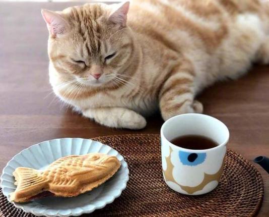 什么样的猫咪好养不容易养,养得好的猫咪几大特征是什么