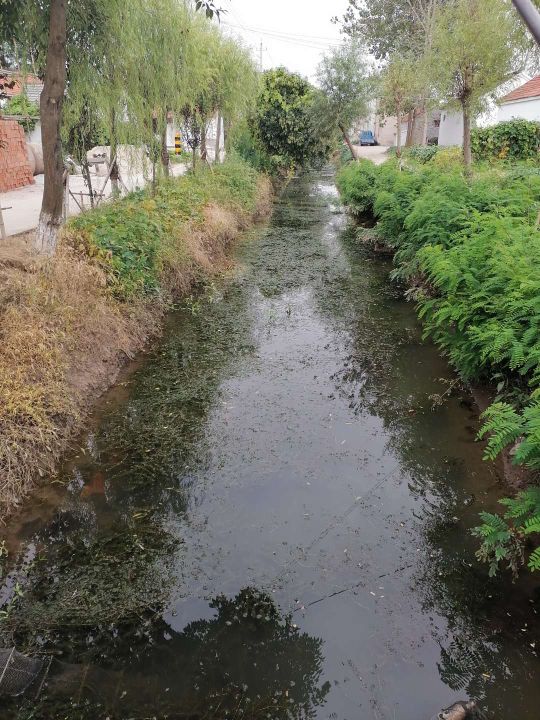 虎头鲨菜品,虎头鲨食物