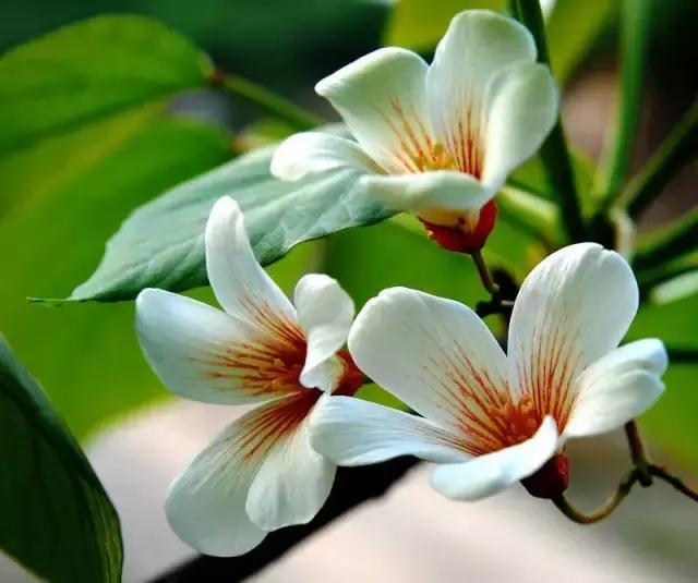 一次性摘各种各样的水果,一次性种很多草莓会怎么样