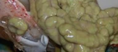 波士顿大龙虾死了怎么保存过夜,波士顿大龙虾怎么杀视频