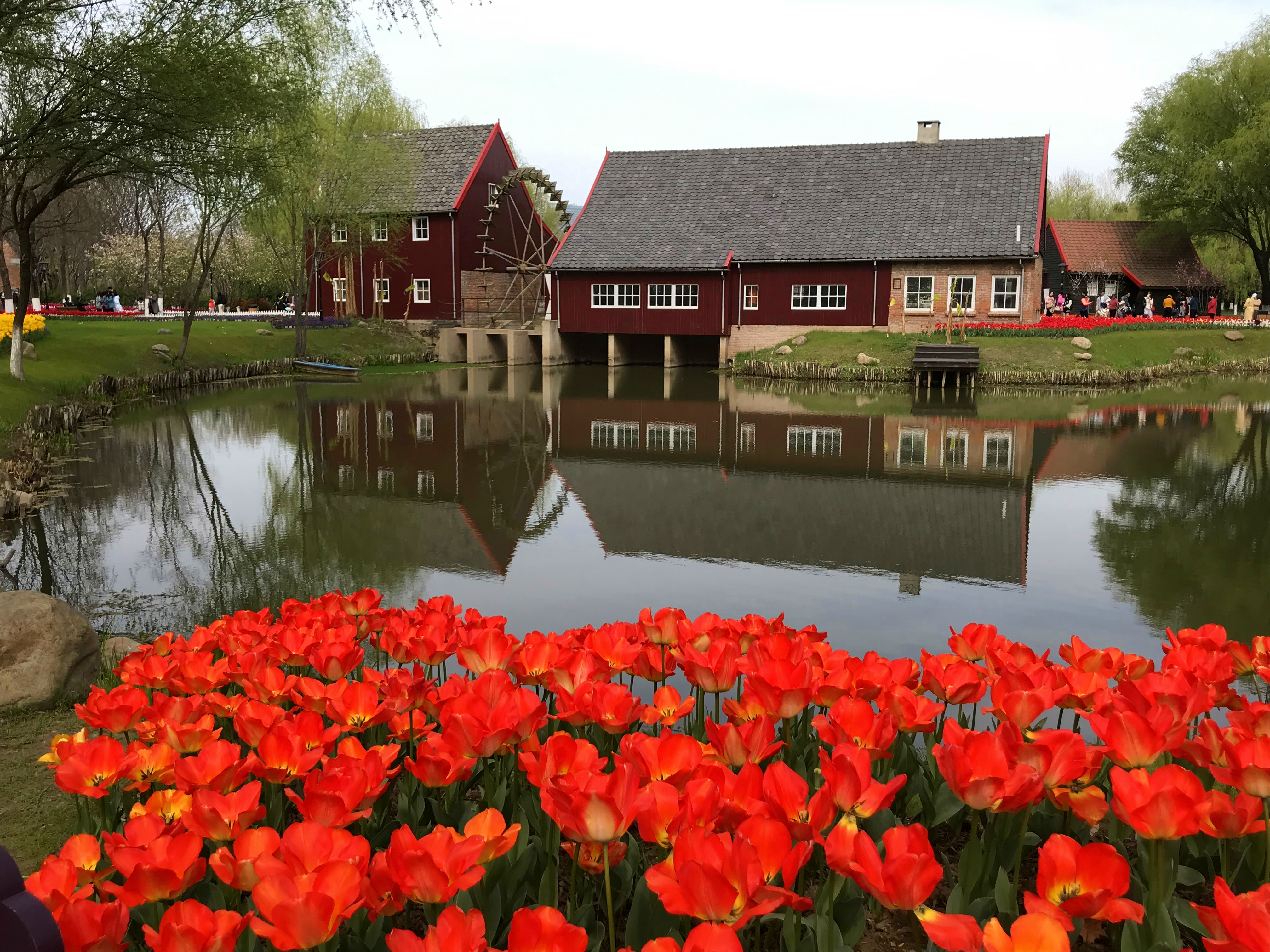 荷兰风情花园,南京绿博园的美丽