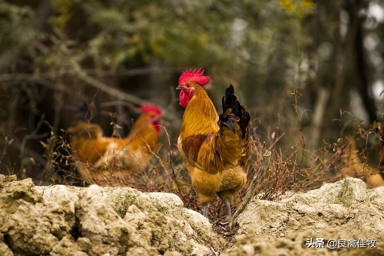 鸡子感冒是什么样子,鸡子的疾病症状