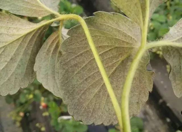 草莓红蜘蛛叶螨,叶片虫害识别与防治