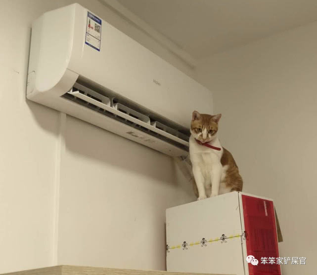 猫咪中暑大小便失禁怎么办,高温天气猫咪需要降温吗