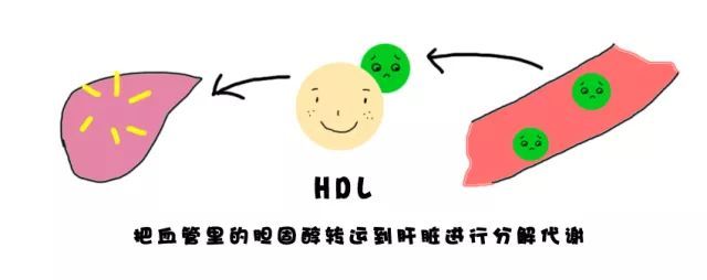 高密度脂蛋白太高好不好,高密度脂蛋白胆固醇太高会怎样