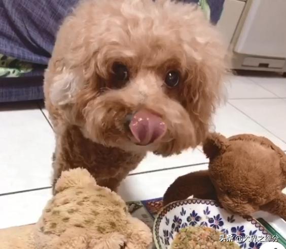 泰迪犬不爱吃饭怎么办,泰迪犬不吃饭怎么办