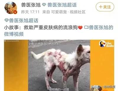 给母猪保健用什么中药最好,给母猪做产后护理