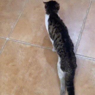 狸花猫背部受伤救助,狸花猫被主人打骨折