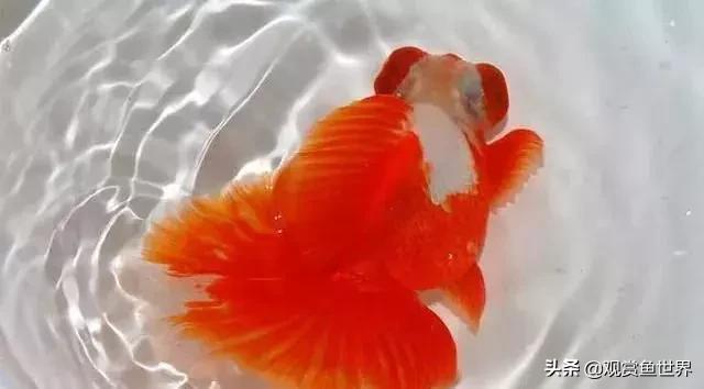 个别观赏鱼烂尾烂鳍烂鳞怎么回事,观赏鱼烂尾病怎么治疗