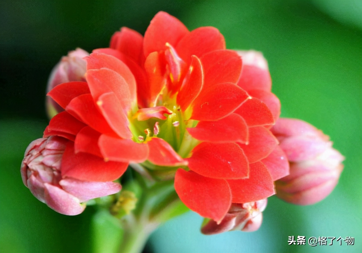 世上最长寿的动植物,古老有寓意的动植物